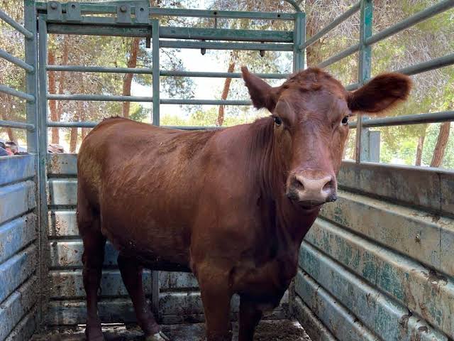 red heifer
